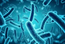 Targeting gut micro organism to lessen weight advantage bacteria