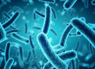 Targeting gut micro organism to lessen weight advantage bacteria