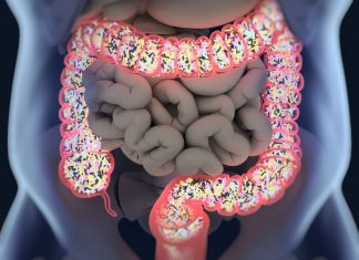 individual's gut bacteria