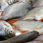 ماهی های جنوب آلوده است؟