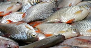ماهی های جنوب آلوده است؟