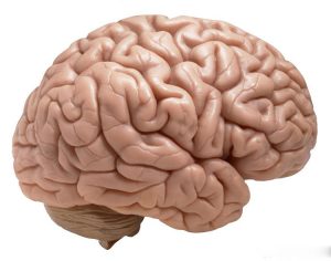 مغز انسان